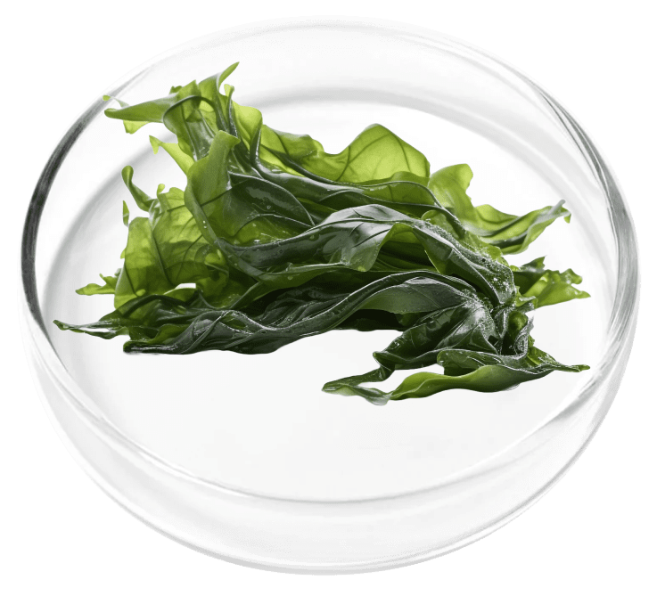 Vertiaid ingredient Aquamin Algae