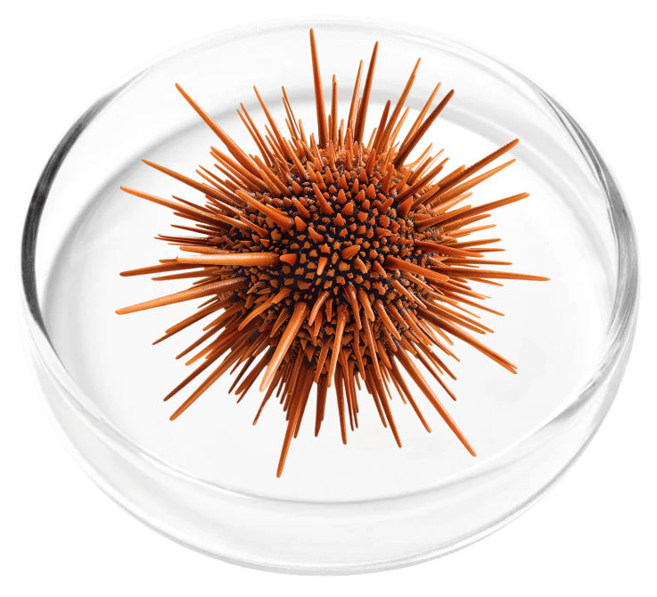 Vertiaid ingredient Marine Collagen