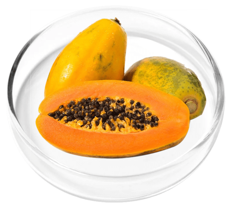 Vertiaid ingredient Papaya Powder